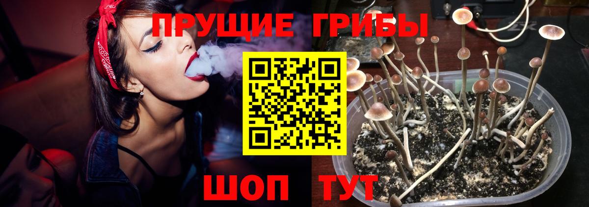 Истра  Псилоцибиновые грибы MAGIC MUSHROOMS  Псилоцибиновые грибы Cubensis  наркота  Вход с VPN 